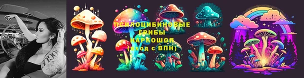 сатива Новокубанск